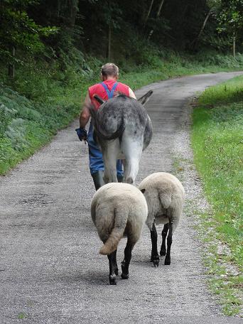 Hendrik met Ezel en schapen